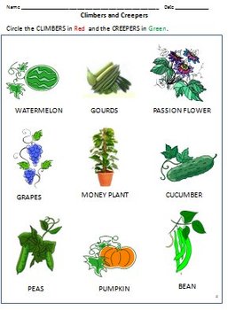 Classification Of Plants Herbs Shrubs Trees