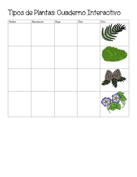 Plant Types Interactive Notebook (Moss Ferns Flowers Conifers) (English  Spanish)