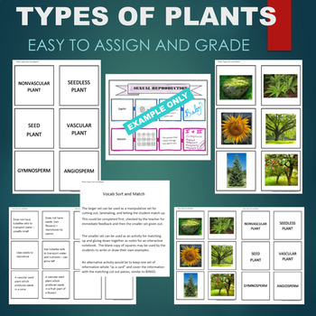 Preview of Plant Types (Vascular, Gymnosperm, Angiosperm) Sort & Match STATIONS Activity