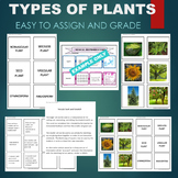 Plant Types (Vascular, Gymnosperm, Angiosperm) Sort & Matc