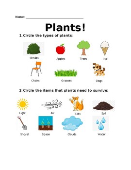 Preview of Plant Unit Quiz
