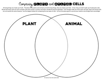 Plant and Animal Cells Venn Diagram Activity by Science from the South
