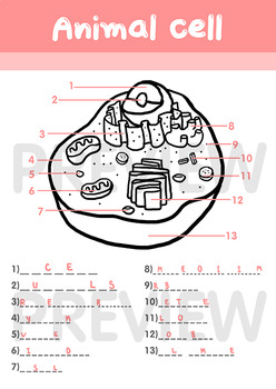 Plant VS Animal cell structure - All in ONE!! (Bundle worksheets)