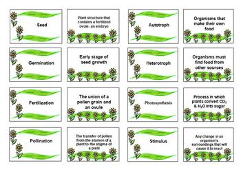 Preview of Plant Vocabulary Review Flash Cards