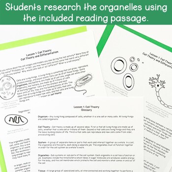 Plant And Animal Cells Microscope Viewing Guide And Organelle Research Activity