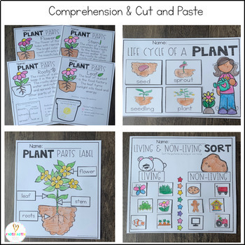 Plant Worksheets and Activities Distance Learning by Kindergarten Rocks