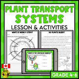 Plant Xylem and Phloem | Plant Transport Systems | Living Systems