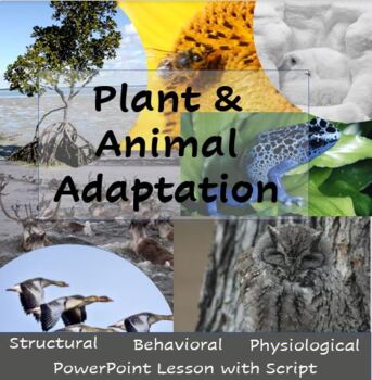 Plant and Animal Adaptations Powerpoint with Script by MyLearningAdventure