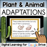 Plant and Animal Adaptations SELF-GRADING Google Drive Dis