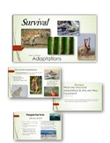 Plant and Animal Adaptations for Survival PowerPoint