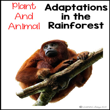 Plant and Animal Adaptations in the Rain Forest by Learning Loops