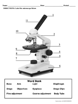 Cells (Plant and Animal Cell) Worksheets by Ignite Teaching | TpT