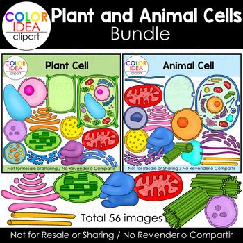 Preview of Plant and Animal Cell Bundle