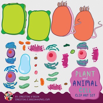 Plant and Animal Cell Clip Art by Christine O'Brien Creative | TpT