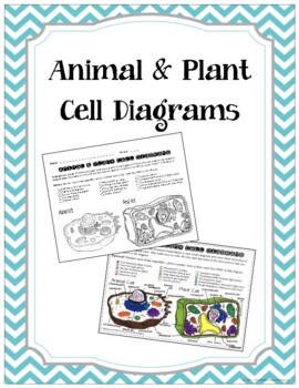 Cell Coloring Worksheets Teaching Resources Teachers Pay Teachers