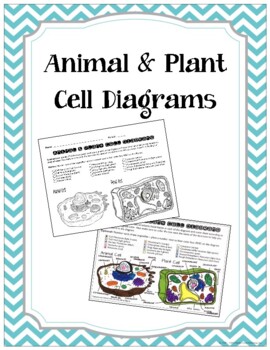Preview of Plant and Animal Cell Coloring Page (with key)