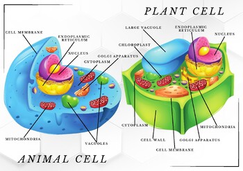 Plant and Animal Cell Diagram by Mr Evaskevich | TPT