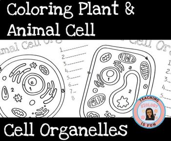 Preview of Animal Cell Eukaryotic Coloring Interactive Composition Notebook Biology