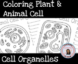 Animal Cell Eukaryotic Coloring Interactive Composition No