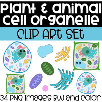 Preview of Plant and Animal Cell Organelle Clip Art