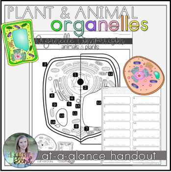 Chart Of Plant Cell And Animal Cell