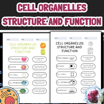 Preview of Plant and Animal Cell Organelles & Function - Cell Structure and Function