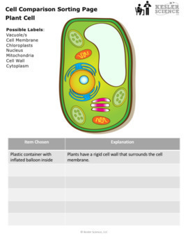 Plant And Animal Cell Organelles Inquiry Labs By Kesler Science Tpt