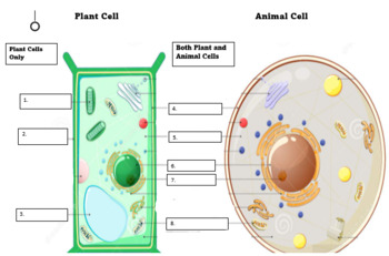 Animal Cell And Plant Cell Diagram Teaching Resources | TPT