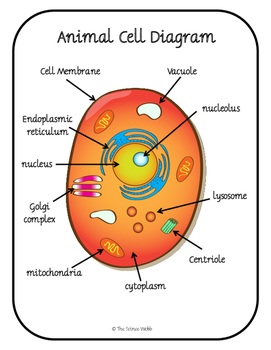 Plant and Animal Cell Organelles Structure and Function by ...