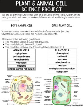 animal cell for kids project
