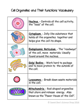 Plant And Animal Cell Unit By Sweet Dee S Science Shop Tpt