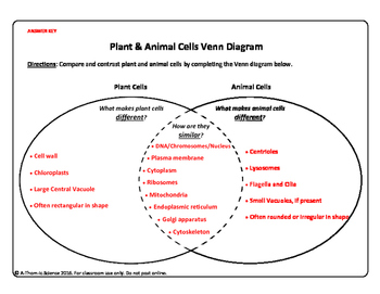 Plant and Animal Cell Venn Diagram by A-Thom-ic Science | TPT