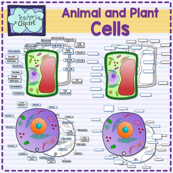 Preview of Plant and Animal Cell organelles and tissues clipart {Science clip art}