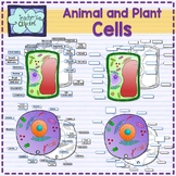 Plant and Animal Cell organelles and tissues clipart {Scie