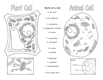 Plant and Animal Cells Brochure Ce-1 by Bluebird Teaching ...
