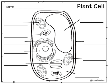 Plant And Animal Cells Color And Label Parts By Rulers And Pan Balances