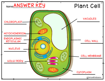 Plant and Animal Cells Color and Label Parts by Rulers and ...
