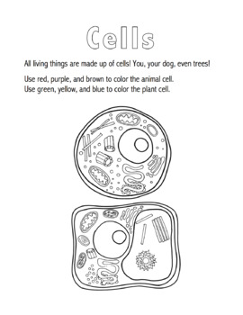 Plant and Animal Cells Coloring Sheet by Kylie Mathis | TPT