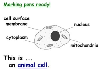 Preview of Plant and Animal Cells KS3 Lesson PowerPoint 7Ad