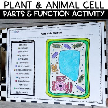 Preview of Cell Organelles Activity