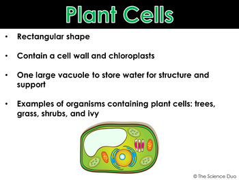 Plant and Animal Cells - PowerPoint and Notes by The Science Duo