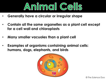 Plant and Animal Cells - PowerPoint and Notes by The Science Duo