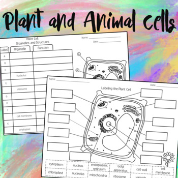 Preview of Plant and Animal Cells Worksheets