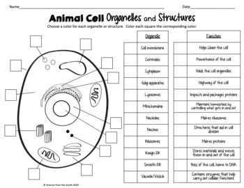 Plant And Animal Cell Organelles And Structures Worksheets Tpt
