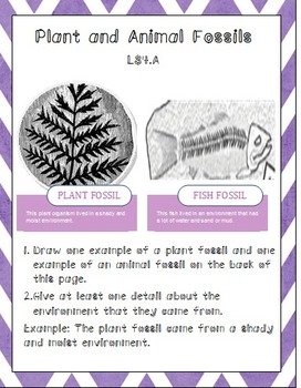 Preview of Plant and Animal Fossils LS4.A