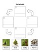 Plant and Tree Life Cycle Worksheets! by Amy Firnstahl | TpT