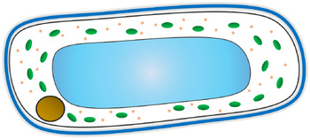 Preview of Plant cell without label