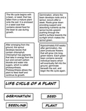 Plant life cycle 2 part cards