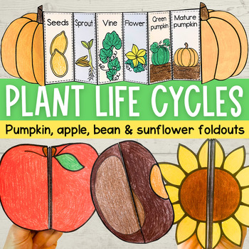 Preview of Plant life cycle foldable sequencing activities - sunflower pumpkin apple bean