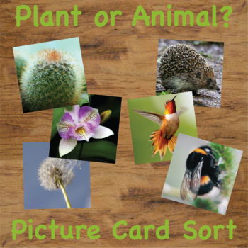 Preview of Plant or Animal ? - Real Picture Sorting Activity w/ Introductory Info Cards